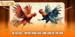 Đá Gà Asil | Huyền Thoại Của Làng Chọi Kê Thế Giới