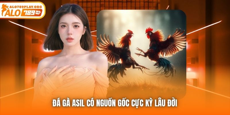 Đá gà Asil có nguồn gốc cực kỳ lâu đời