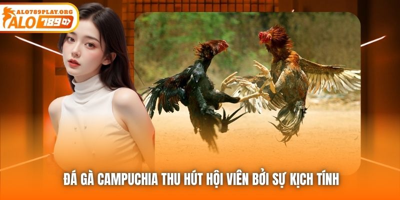 Đá gà Campuchia thu hút hội viên bởi sự kịch tính