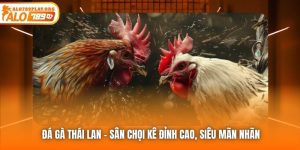 Đá Gà Thái Lan - Sân Chọi Kê Đỉnh Cao, Siêu Mãn Nhãn
