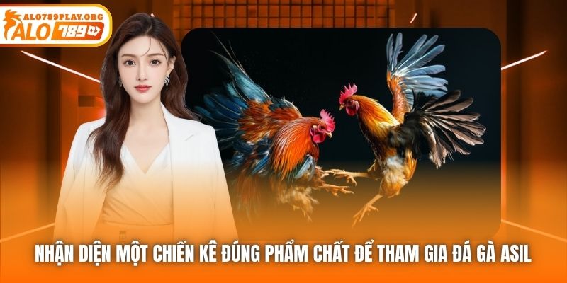 Nhận diện một chiến kê đúng phẩm chất để tham gia đá gà Asil