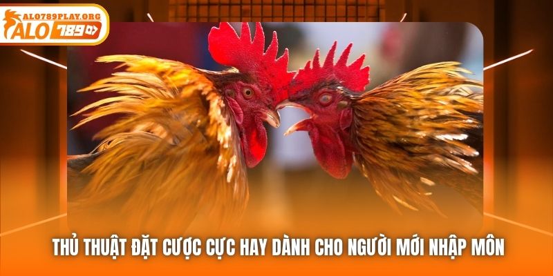 Thủ thuật đặt cược cực hay dành cho người mới nhập môn